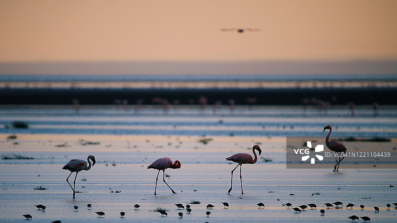 坦桑尼亚塞伦盖蒂火烈鸟图片素材