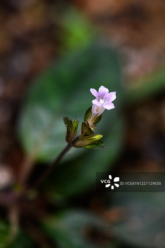 盛开的浅蓝色花朵图片素材