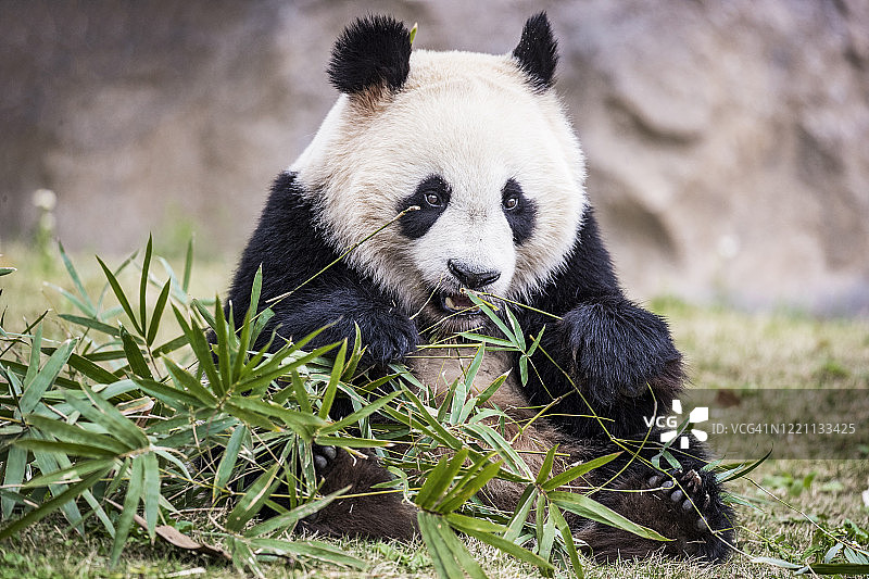 大熊猫吃竹子图片素材
