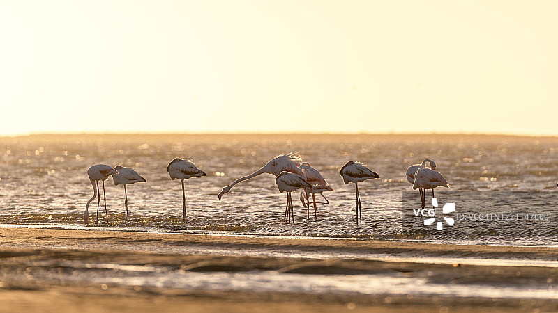 纳米比亚埃托沙火烈鸟鲸湾图片素材
