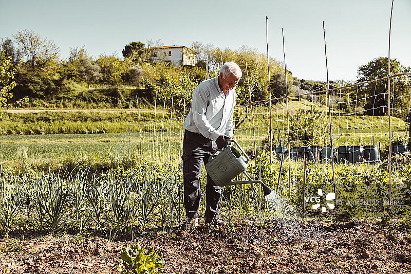 农民在田里行走，给蔬菜浇水图片素材