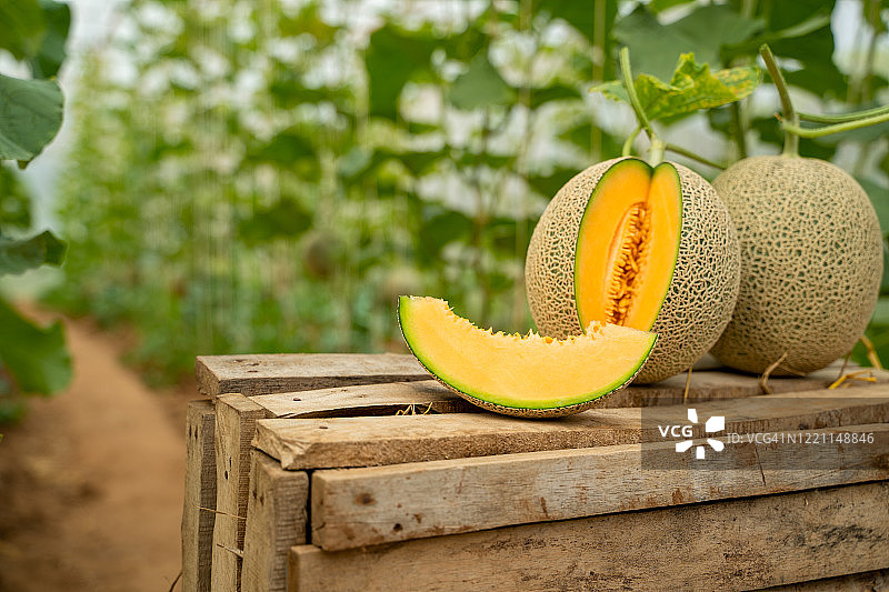 完整的和切片的日本甜瓜图片素材