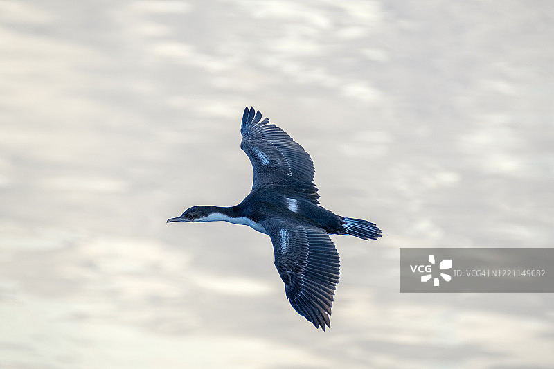飞行中的帝企鹅（白腹鸬鹚）图片素材
