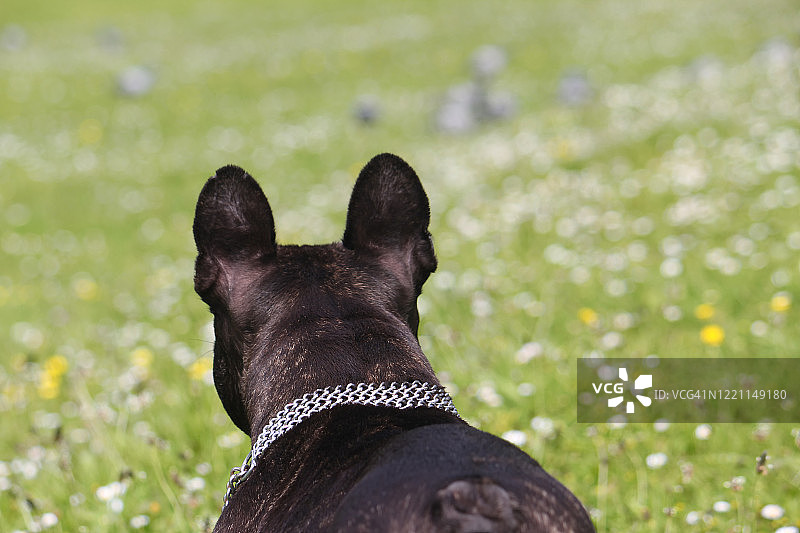 狗看着风景图片素材