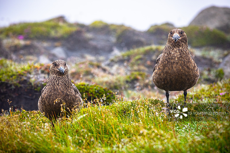 南冰岛的一对贼鸥（Stercorarius skua）图片素材