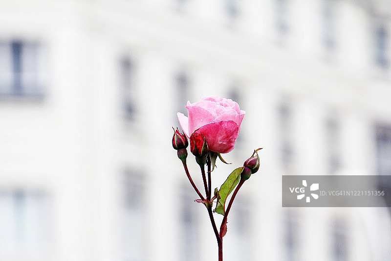 城市中的玫瑰花蕾特写图片素材