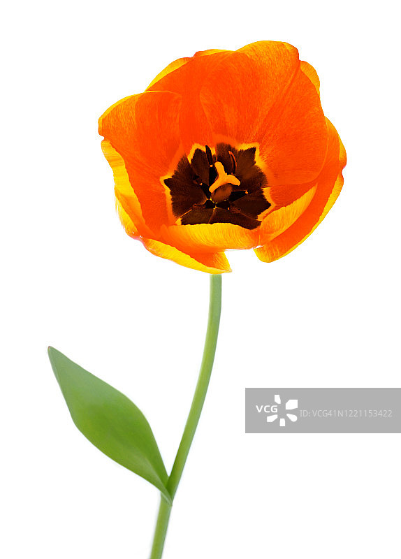 白色方块上特写的打开的橙色和黄色郁金香图片素材