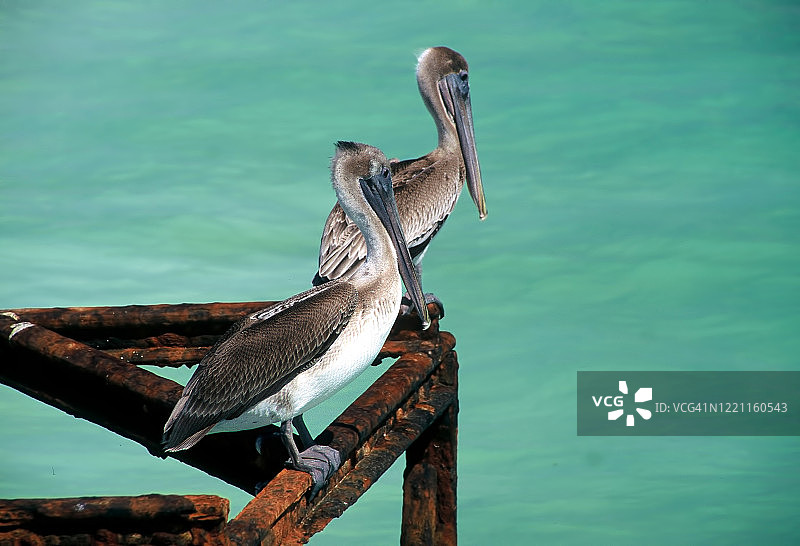 墨西哥加勒比海海岸绿宝石水域中铁锈栏杆上的棕色鹈鹕图片素材