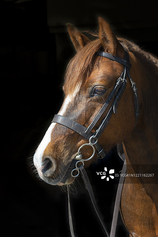 戴着笼头的栗色小马图片素材