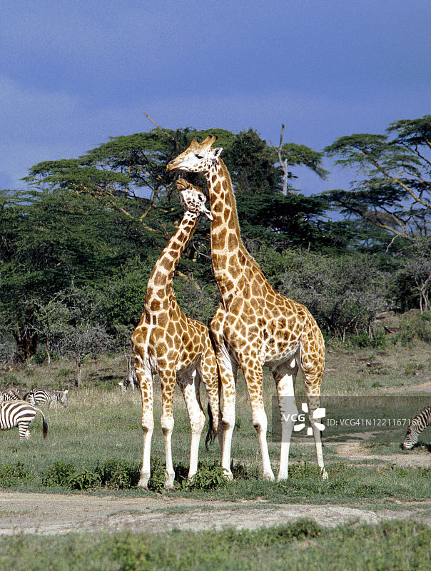 纳库鲁国家公园的长颈鹿图片素材