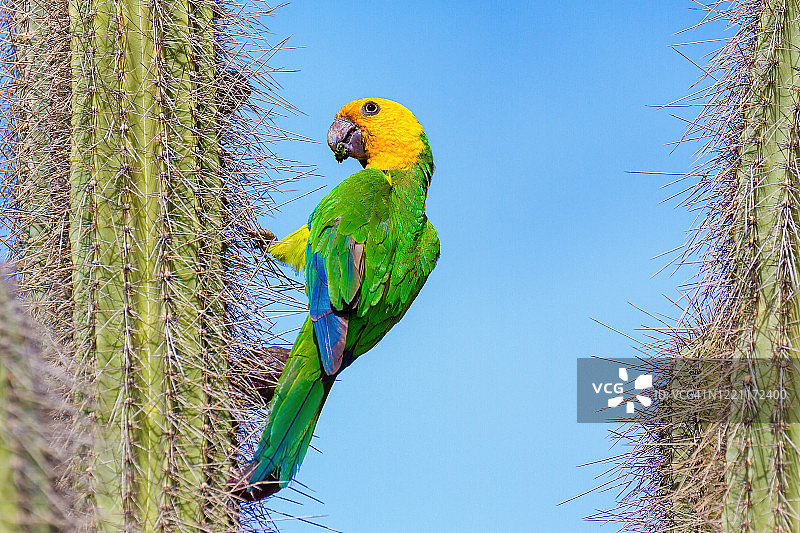 亚马逊鹦鹉栖息在仙人掌上图片素材