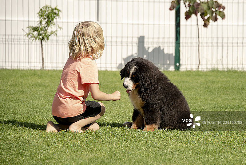 教他的伯恩山犬幼犬坐下的男孩图片素材