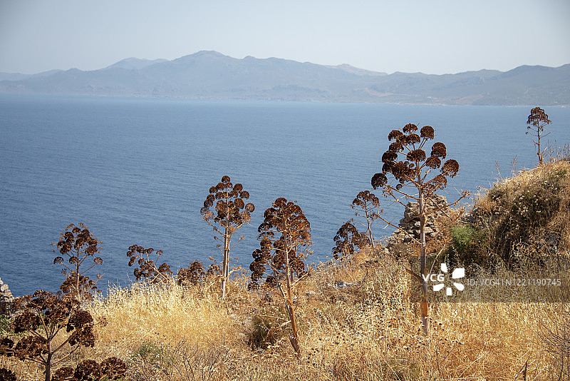 希腊莫奈姆瓦夏附近的阿魏或巨型茴香花图片素材