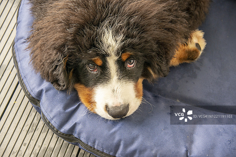 躺在狗窝里的伯恩山犬幼犬图片素材