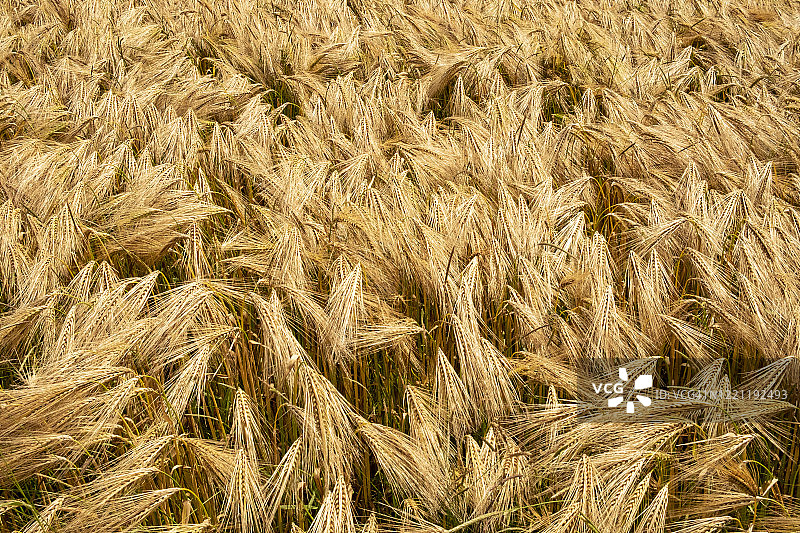 麦田特写图片素材