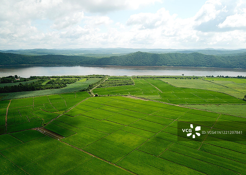 全景自然景观的绿色田野与水稻图片素材