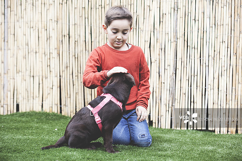 男孩和巧克力色拉布拉多幼犬玩耍的照片图片素材