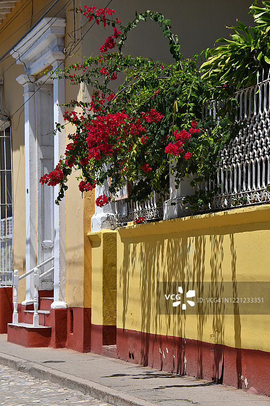 特立尼达三角梅图片素材