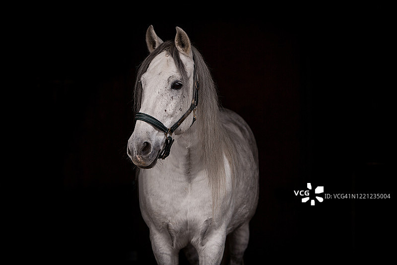 黑色背景下的白色骏马图片素材