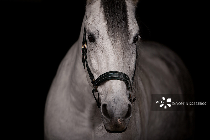 黑色背景下的白色骏马图片素材