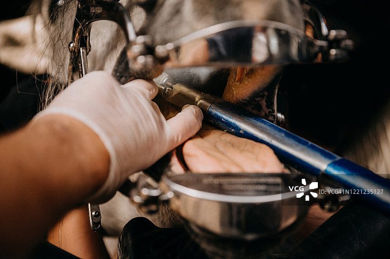 马匹牙科护理图片素材