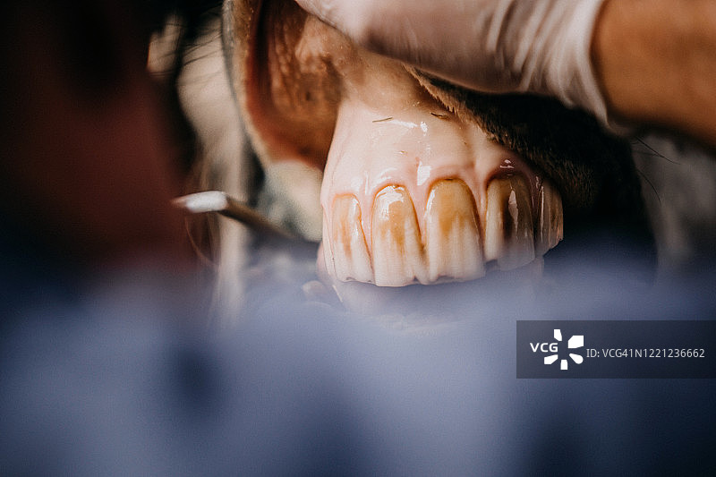 马匹牙科护理图片素材