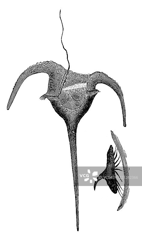 Peridinium和Aspidiscus古老雕刻插图 - 原生动物和腔肠动物图片素材
