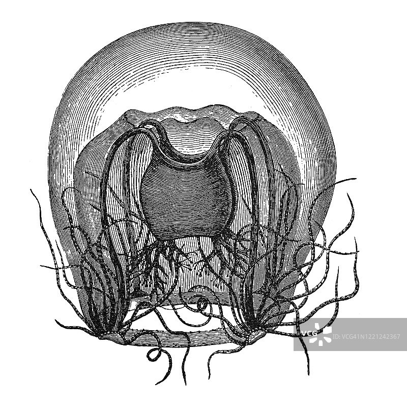 老式雕刻插图：九重葛、丝带水母、刺胞动物古董插图，1894年出版图片素材