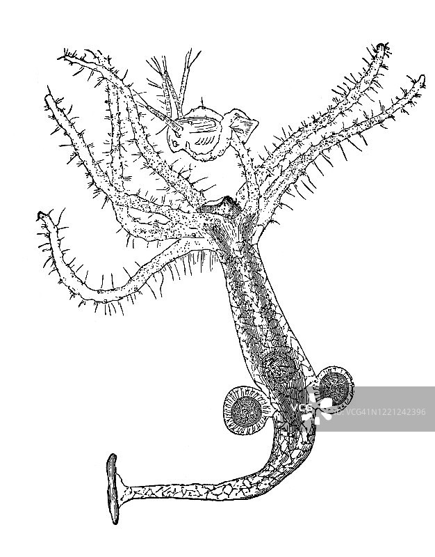 水螅纲动物古老雕刻插图：原生动物和腔肠动物图片素材
