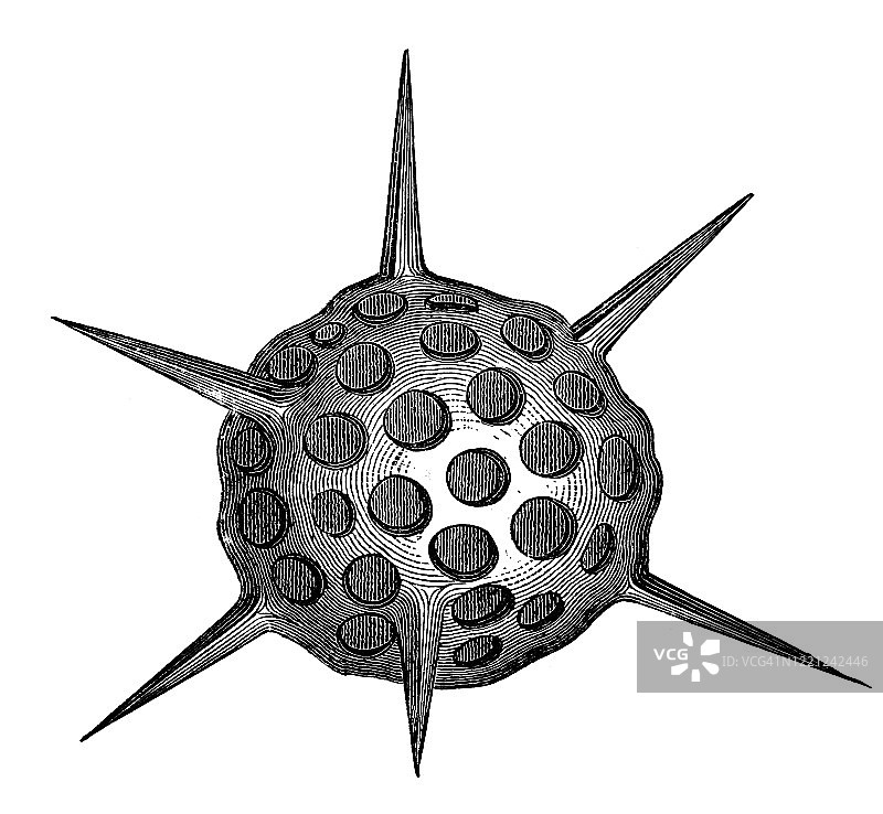 Haliomma echinaster，放射虫 - 原生动物和腔肠动物的古老雕刻插图。1894年出版的古董插图，大众百科全书对此艺术品的版权已过期图片素材
