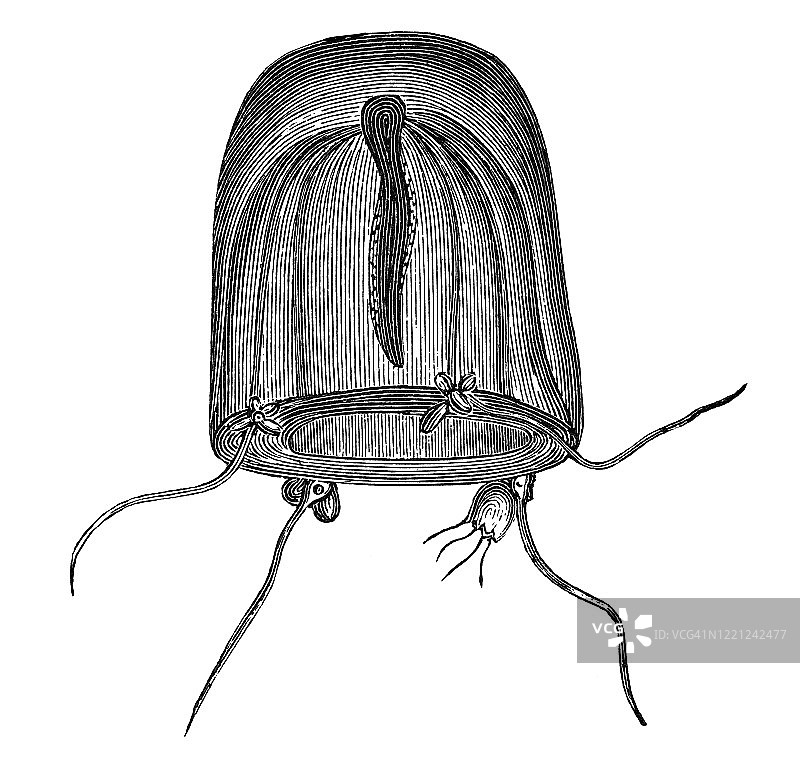 Sarsia, Clapper Hydromedusa - Sarsia tubulosa - 原生动物和腔肠动物的古老雕刻插图图片素材