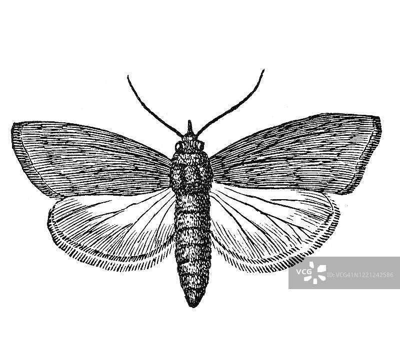 蜜蜡蛾古董雕刻插图 - 昆虫学，多足纲，蛛形纲图片素材