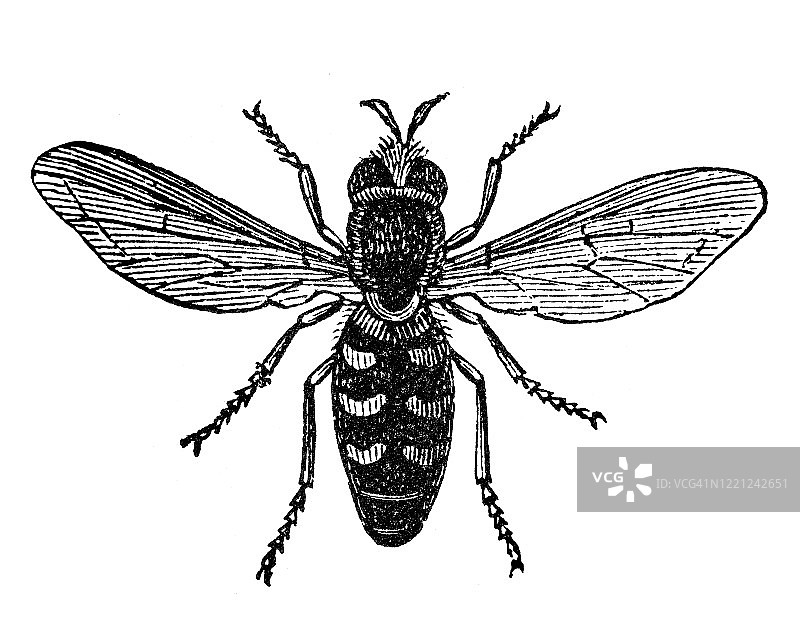 1894年出版的食蚜蝇古版画插图图片素材