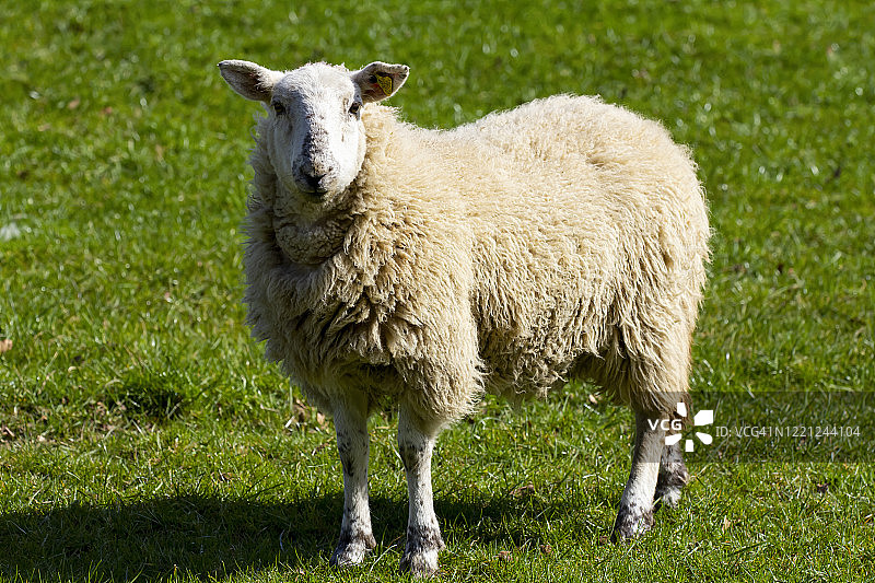 美利奴羊图片素材