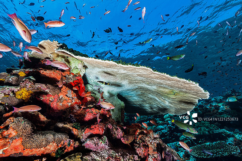 印度尼西亚科莫多国家公园Batu Bolong的水下生物多样性图片素材