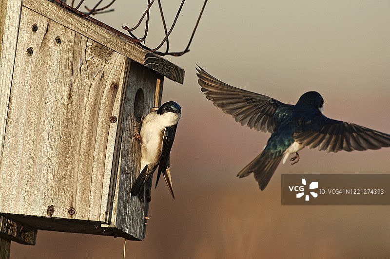 树燕飞行和巢箱图片素材