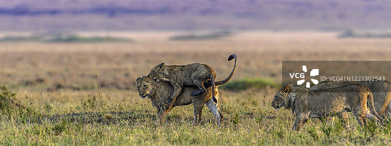 马赛马拉草原上奔跑的斑马图片素材