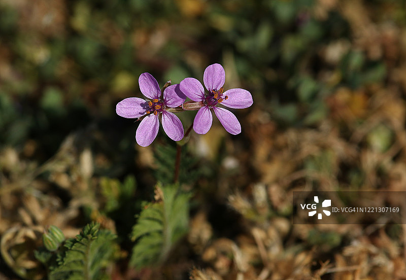 英国野外盛开的野老鹳草图片素材