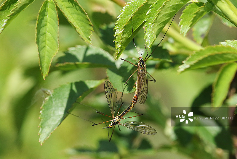 春季一对正在交配的巨蚊图片素材
