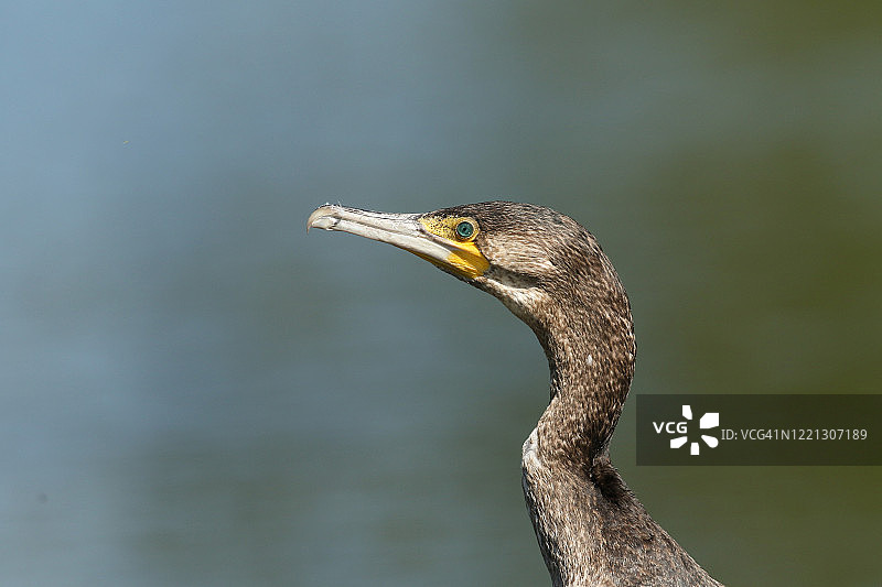 一只美丽的鸬鹚的头部照片图片素材