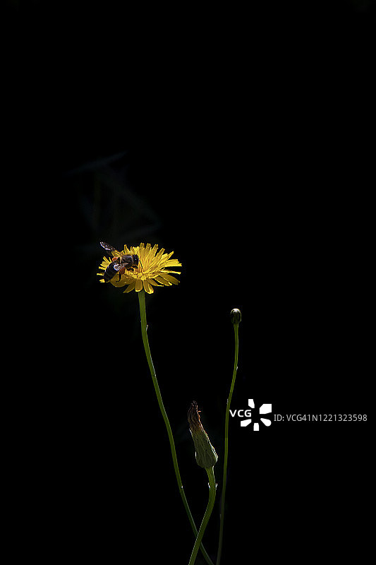 黑色背景上的蒲公英图片素材