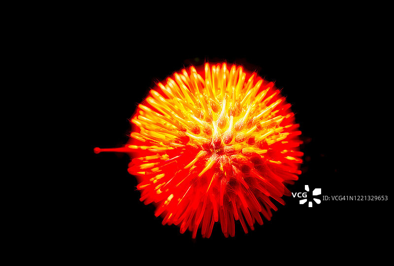 盛开的针垫花图片素材