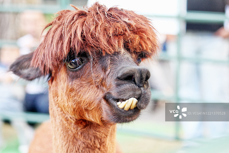 动物牙齿图片素材