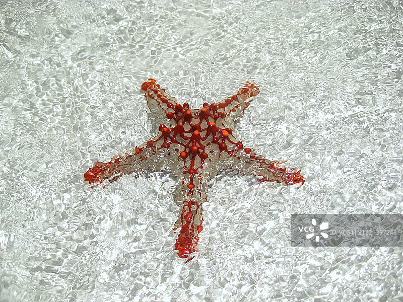 红瘤海星，位于肯尼亚迪亚尼海滩印度洋的浅水中图片素材