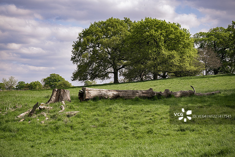 英国农田上的橡树图片素材