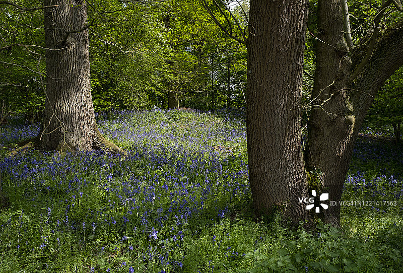 英国树林里的风信子花图片素材