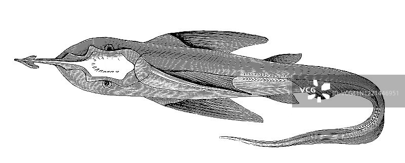 银鲛鱼，犁鼻银鲛或象鲛。鱼类物种分类-软骨鱼纲、硬鳞鱼纲和硬骨鱼纲。1894年古董插画图片素材