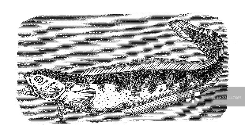 胎生绵鳚鱼，胎生绵鳚。鱼类学分类——软骨鱼类、硬鳞鱼类和硬骨鱼类。1894年出版的古董插图图片素材