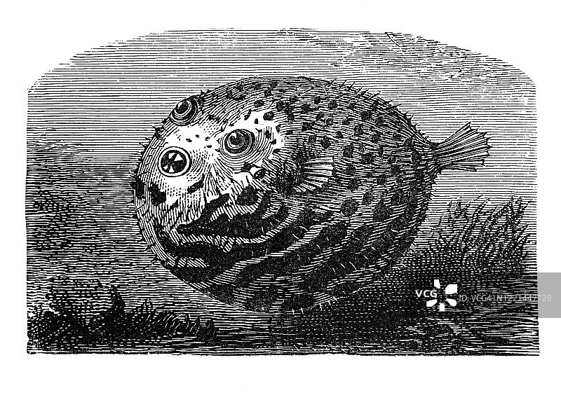 河豚鱼类图鉴，1894年古董插画图片素材