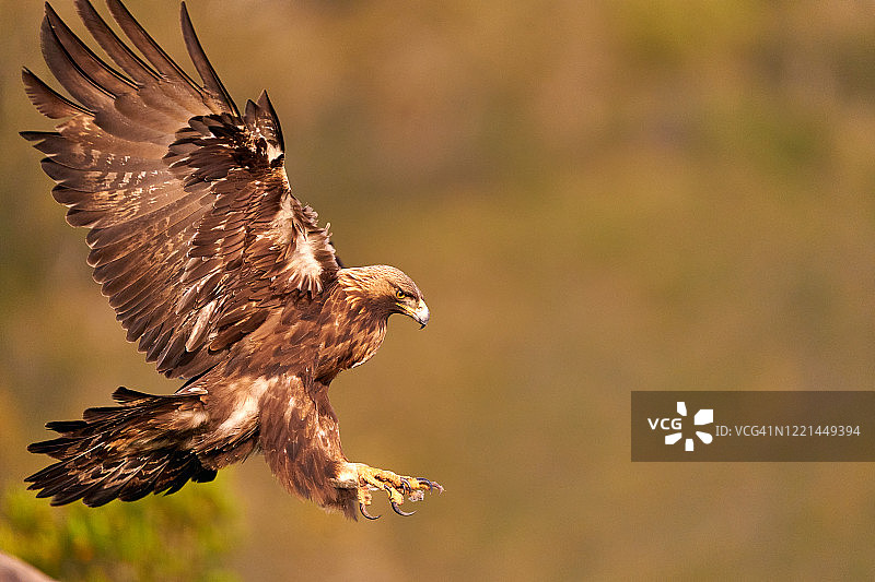 飞行中的金雕图片素材